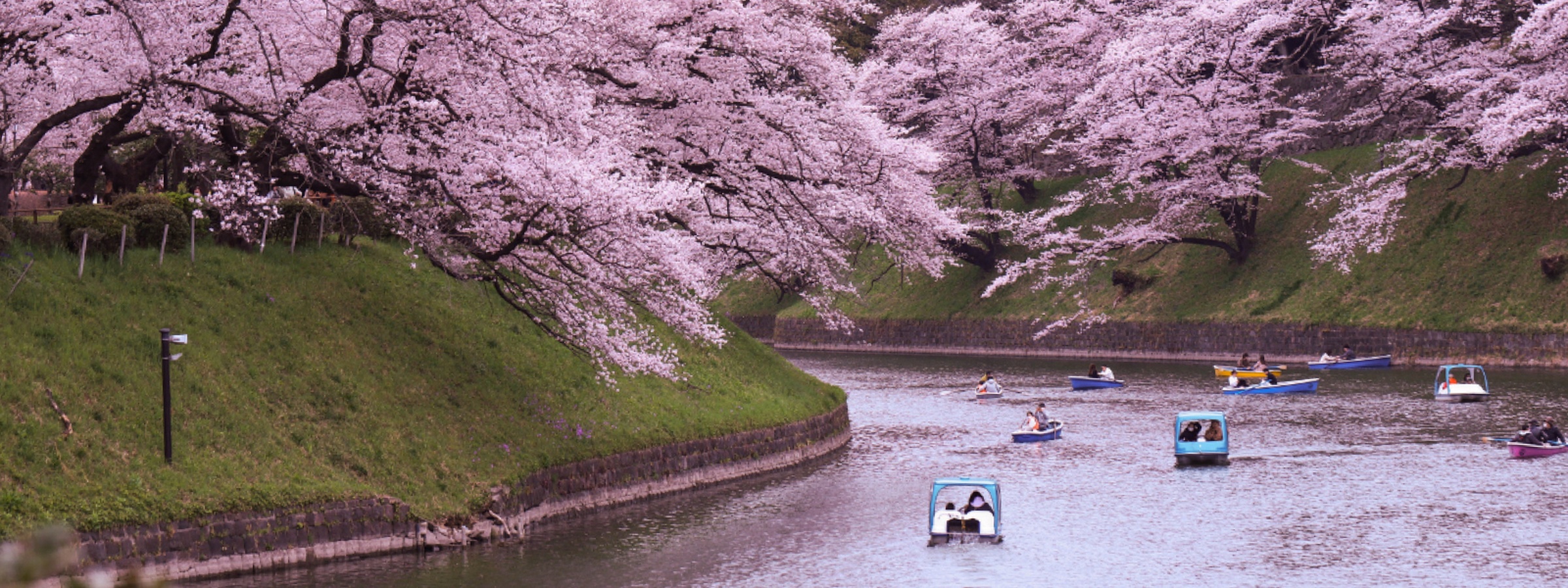 Three Choice Spots for Cherry Blossom Viewing Unique to Minato